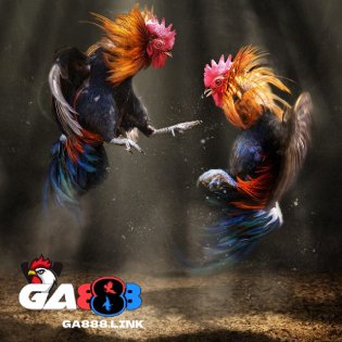 đá gà ga888